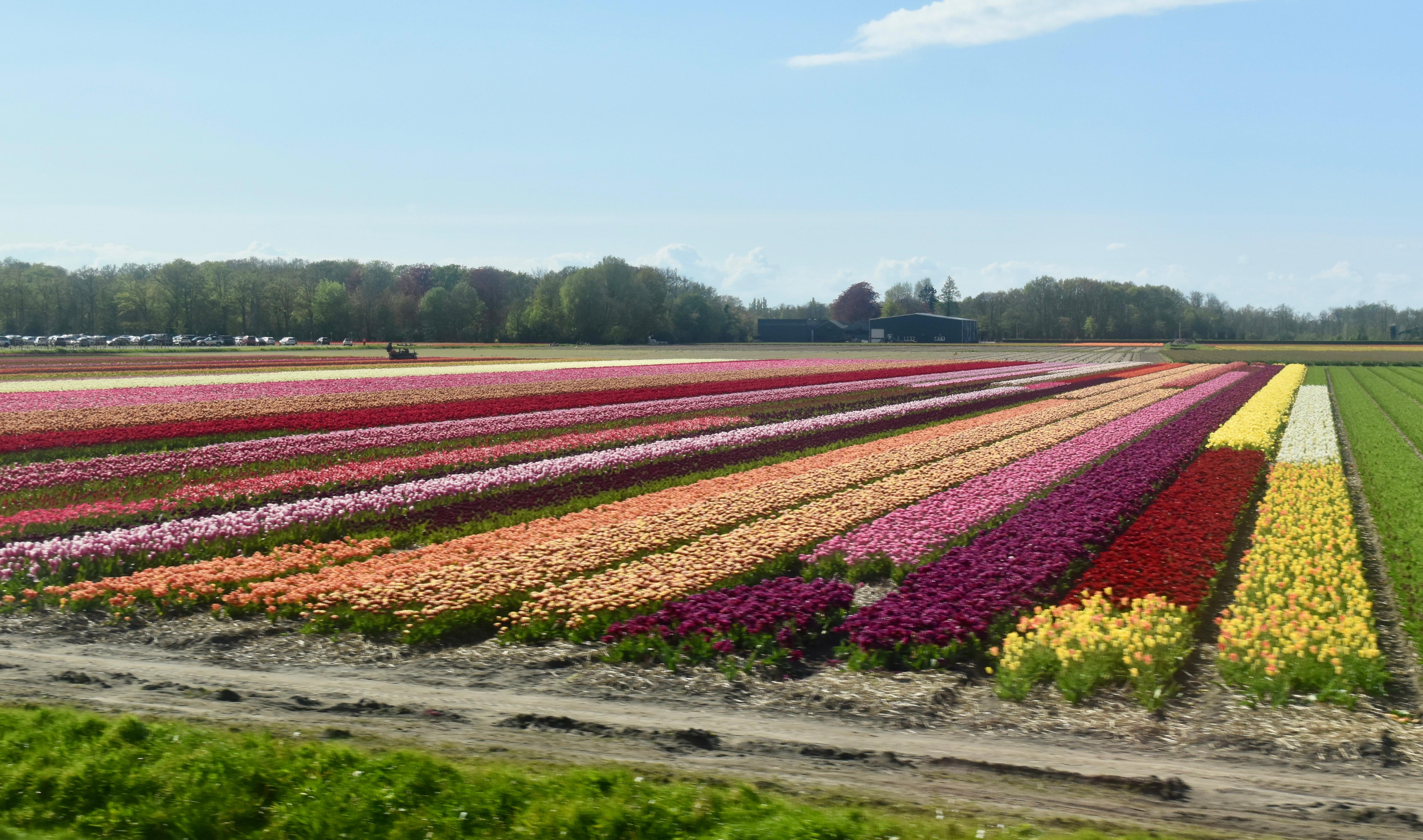 Purple, red, white, and yellow tulips growing in rows. 
